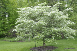 Chionanthus retusus — photo 3